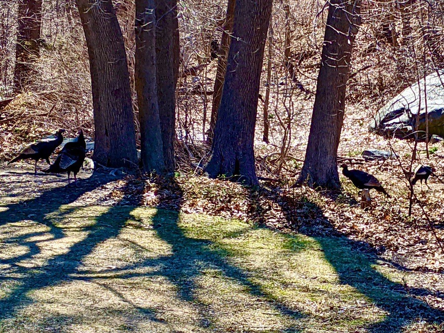 Wild Turkeys at Norway Maple grove entry to Pond Clearing by Peter Becker